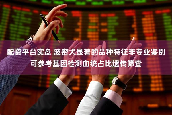 配资平台实盘 波密犬显著的品种特征非专业鉴别可参考基因检测血统占比遗传筛查